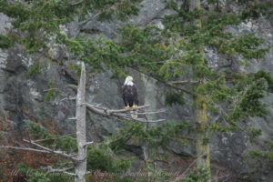 Bald Eagle watching