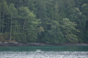 Steller Sea lion fishing Point Caution