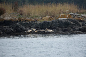 Harbor seals Low island