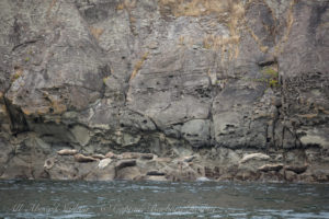 Harbor Seals Flattop Island