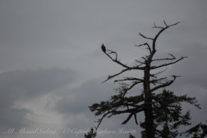 Bald Eagle at Tilly Point