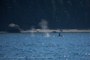 Transient (Biggs) Orcas T49As hunting off Lopez Island