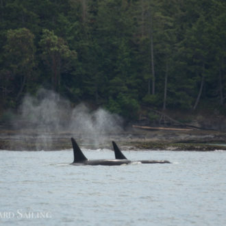 Sailing with Biggs Orcas T101’s at Tumbo Island