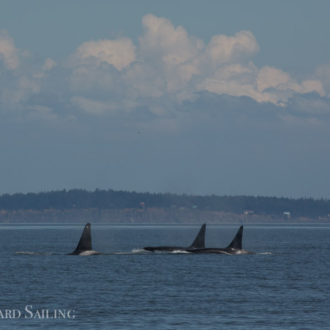 A mid day sail with Biggs/Transient orcas T101’s