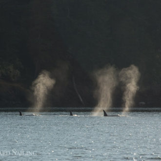 Evening sail with Biggs/Transient orcas  T124A’s with T86A1