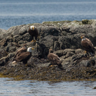 Sailing with so much wildlife including Transient orcas T36A’s, T65B’s and T77A