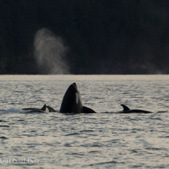 An epic t-party with a record setting ~46 Biggs/transient orcas in the Salish Sea today