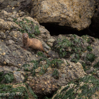 What’s that? A mink! Plus another sail with the T65B’s and T65A2