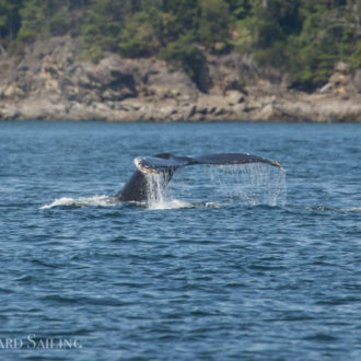 Humpbacks MMX0101 “Strike” and CS631 “Two Spot” plus orcas T34’s, T37 and T37B’s in Swanson Channel