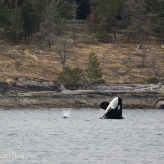 Crossing the border to sail with Biggs/Transient orcas T124A1, T124A2’s and T124C