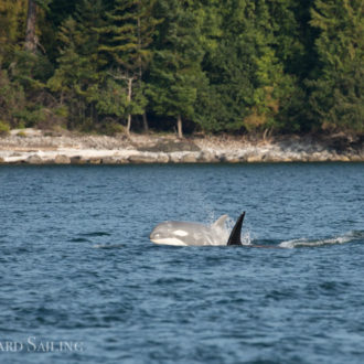 Humpback whale BCY0458 ‘Raptor’ and Biggs killer whales T46B1’s