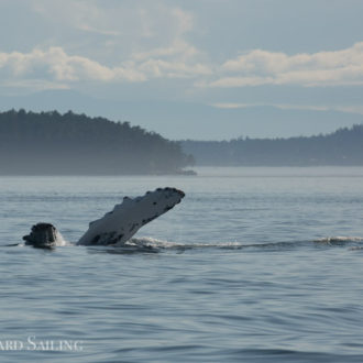 Sailing with humpback whales BCX1358 ‘Frankenstein’ and BCY0324 ‘Big Mama’