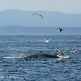 Fun minke whale encounter and a sail around Lopez