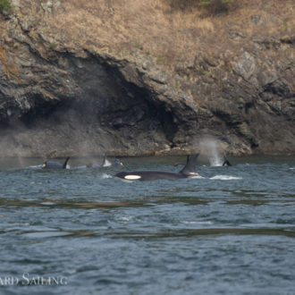 J pod at Kellett Bluff