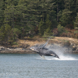 Humpback ‘Hydra’ with calf and Orca family T49A’s