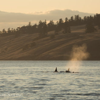 Sailing with Biggs/Transient orcas T34’s, T37 and T37B’s followed by T99’s