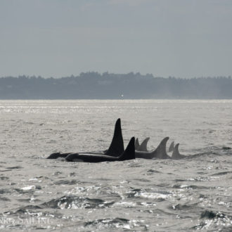 Transient orcas T137’s, Resident J Pod orcas, and a tufted puffin