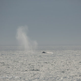 A sail with J pod, a humpback and a minke