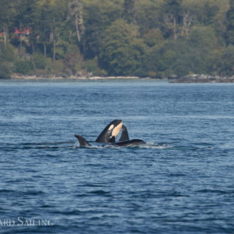 A sail around San Juan Island plus Southern Resident orcas from J Pod