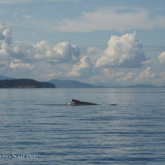 Sailing with humpback whale “Bond” south of Flattop