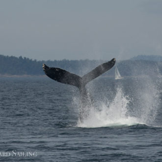 A sail with humpback MMX0007 “Bond”