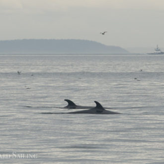 Sailing with 3 minkes and humpback whale MMX0006