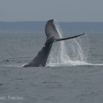 A wild humpback encounter with MMX0006 aka “Double Drop”