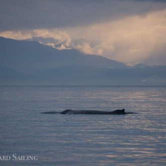 A mystical sail with fog, sunshine and a humpback BCX1057 aka ‘Divot’