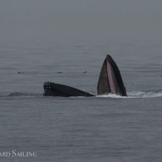 A fantastic sail with orcas T100’s and a lunge feeding humpback MMX0006