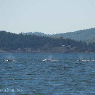 Sail with orcas T35A’s and T38A’s plus humpback MMX0007 by Green Pt