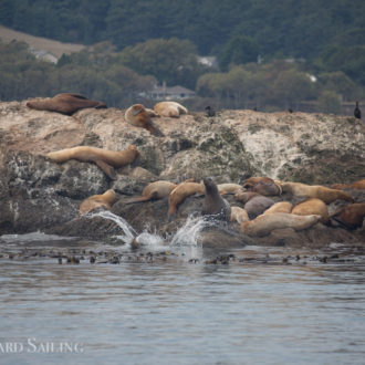 A half day sail to Salmon Bank and back