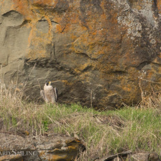 Half day sail with lots of wildlife plus a minke near White Rock