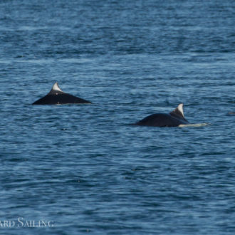 A perfect full day sail including two minkes and Dalls porpoise