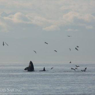 Our final sail of the season – sailing with orcas T37A’s and T99’s