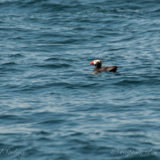 A rare find – a tufted puffin!