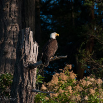 A fun birding adventure