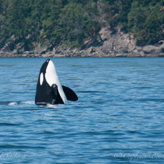 Epic sail with Biggs/Transient orcas T34’s, T37 and T37B’s