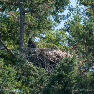 An eagle-palooza kinda day