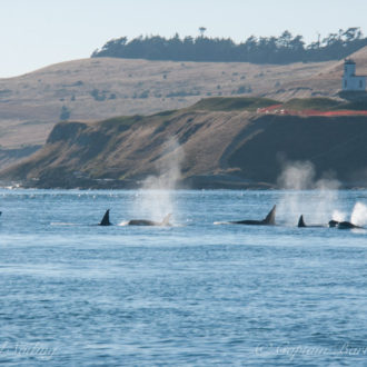 Orcas T34’s, T37, T37B’s, and T46’s outside of Friday Harbor