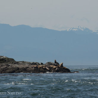 Half day sail to Whale Rocks