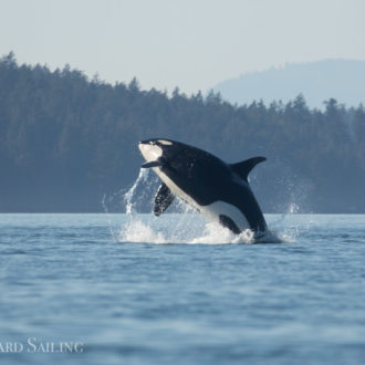 Southern Resident J Pod Orcas visit Friday Harbor