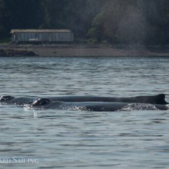 Humpbacks BCY0324 ‘Big Mama’ & BCX1193 ‘Zig Zag’ pass Friday Harbor