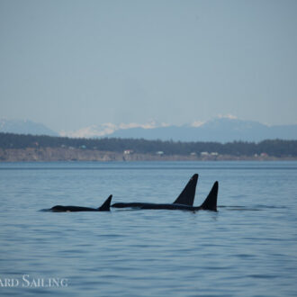 Biggs/Transient orcas T101’s head to Boundary Pass