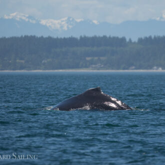 Humpback whale BCX1358 “Frankenstein” passes Friday Harbor