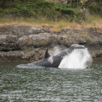 Trifecta! Orcas T46’s outside Friday Harbor, a Humpback BCY0409, and a minke