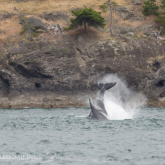 J pod orcas off San Juan westside and a minke whale near Flattop