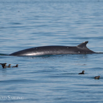 Multiple minke whales and a humpback whale