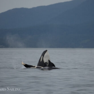 Sailing with Biggs orcas T36’s in Rosario