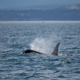 J pod traveling down Haro Strait