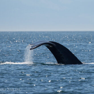 A minke on Salmon Bank and a humpback headed for Hein Bank